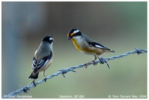 Striated Pardalotes