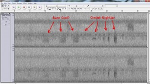 barn owl v owlet-nightjar Sonogram created from Audacity software