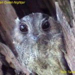 Australian Owlet-Nightjar