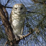 Eastern Barn Owl Eastern Barn Owl