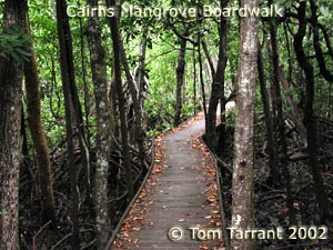 Cairns Mangrove Boardwalk