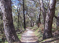 Trail near Clematis Falls