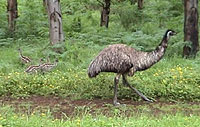 male Emu with young