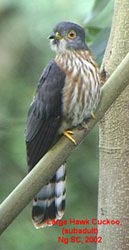 Hodgson's Hawk-Cuckoo