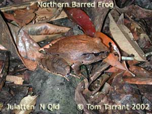 Northern Barred Frog