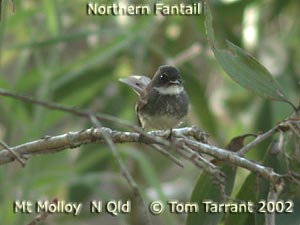 Northern Fantail