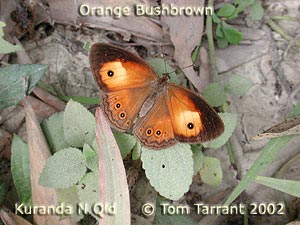 Orange Bushbrown
