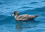 Flesh-footed Shearwater by Tom Tarrant