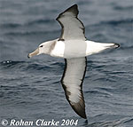Salvin's Albatross by Rohan Clarke