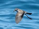 White-faced Storm-Petrel by Tom Tarrant
