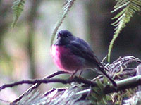 male Pink Robin
