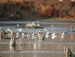 Avocets & Stilts on the Settling-Ponds