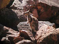 Black-footed Rock-Wallaby