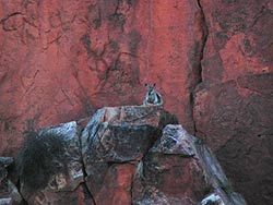 Black-footed Rock-Wallaby