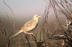 Brown Songlark (female)