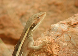 Diporiphora lalliae?