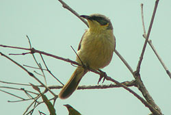 Grey-headed Honeyeater