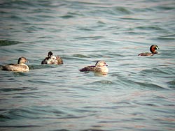 Grebes on the Settling-Ponds