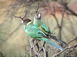 Western Ringnecks