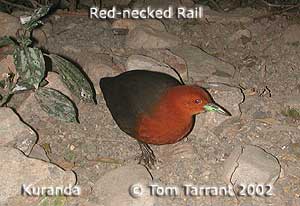 Red-necked Rail