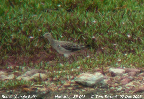 Reeve 07 Dec 2003 Murrarie