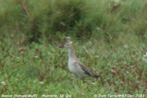 Reeve 07 Dec 2003 Murrarie