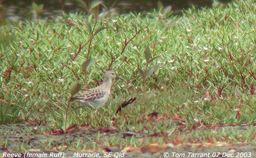 Reeve 07 Dec 2003 Murrarie