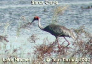 Sarus Crane
