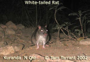 White-tailed Rat