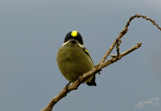 Western Tinkerbird Pogoniulus coryphaea