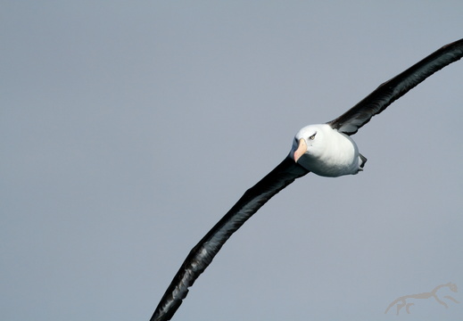 Campbell Albatross Thalassarche impavida