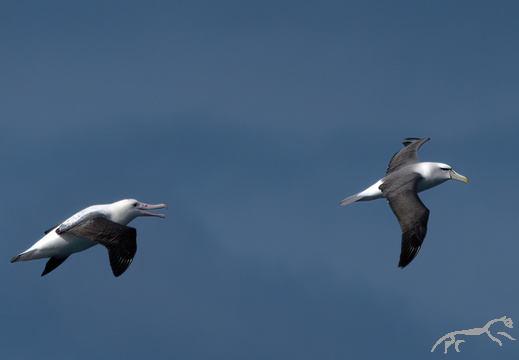 Northern Royal Albatross Diomedea sanford