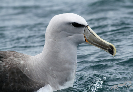 Salvins Albatross Thalassarche salvini