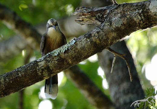 Grey-crowned Babbler Pomatostomus temporalis