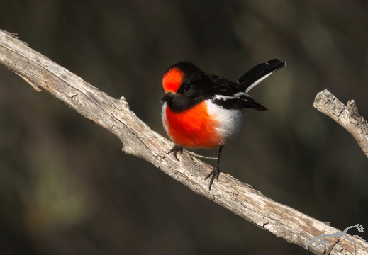 Red-capped Robin Petroica goodenovii