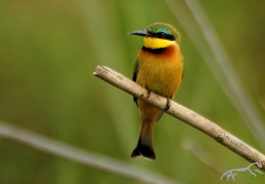 Little Bee-eater Merops pusillus