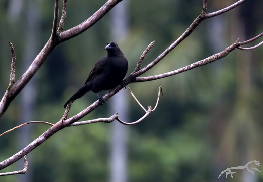 Paradise-crow Lycocorax pyrrhopterus
