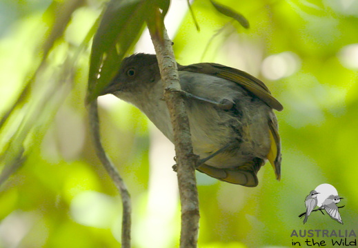 Bowerbirds Ptilonorhynchidae