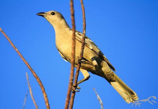 Great Bowerbird Chlamydera nuchalis