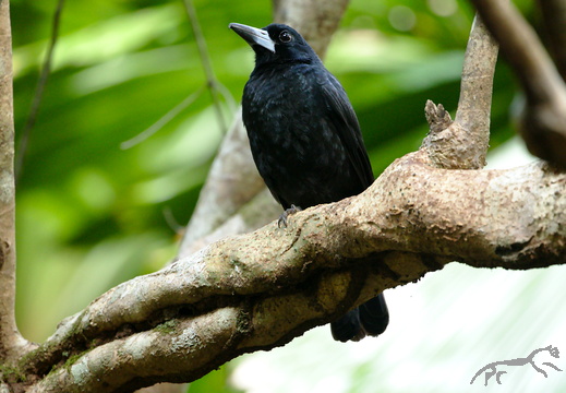 Black Butcherbird Cracticus quoyi