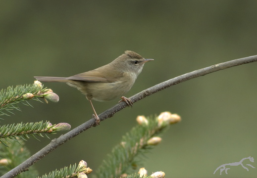 Yellow-bellied Bush Warbler Cettia acanthizoides