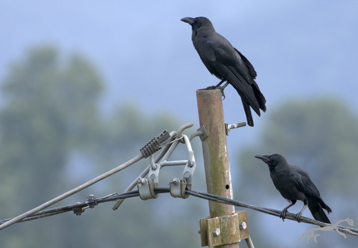 Large-billed Crow Corvus macrorhynchos