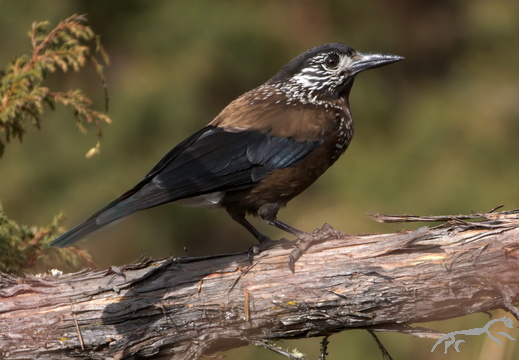 Crows Jays Corvidae