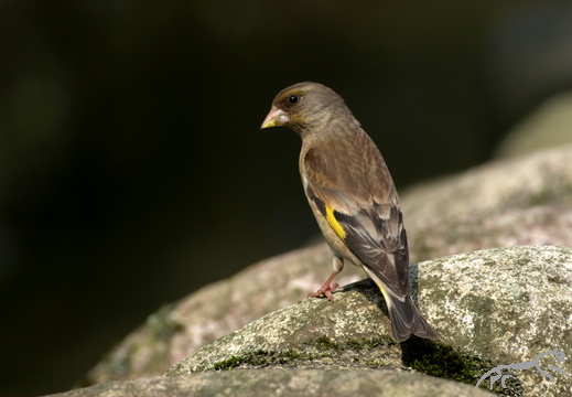 Grey-capped Greenfinch Chloris sinica