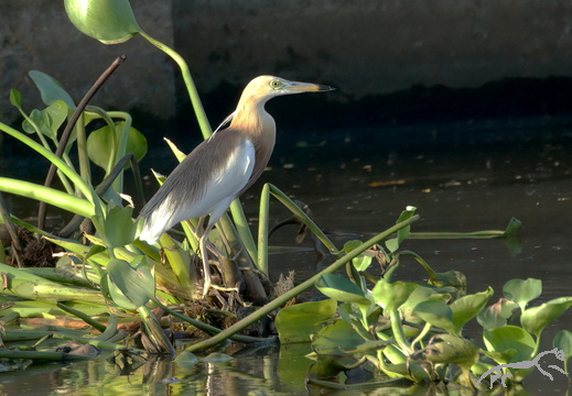 Javan Pond Heron Ardeola speciosa