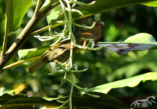 Chattering Giant Honeyeater Gymnomyza viridis