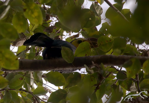 Sulawesi Hornbill Penelopides exarhatus