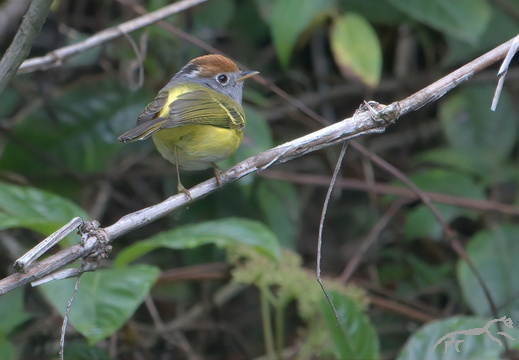 Chestnut-crowned Warbler Seicercus castaniceps