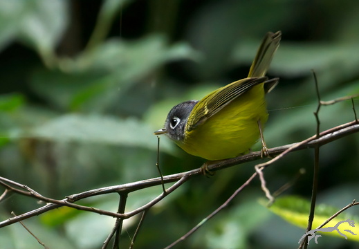 Grey-cheeked Warbler Seicercus poliogenys