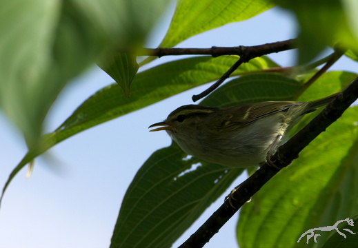 Western Crowned Warbler Phylloscopus occipitalis